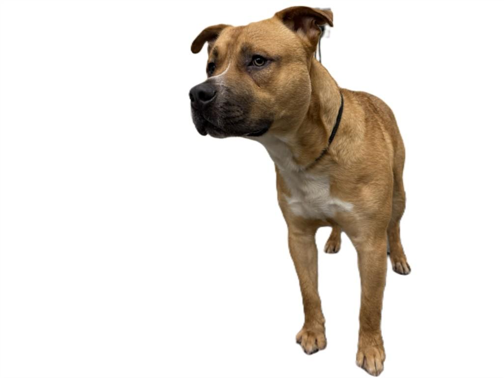 MARK, Adoptable, Young Male Pit Bull Terrier & Mixed Breed.