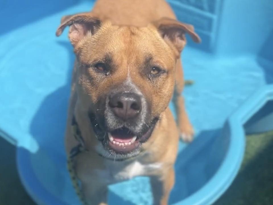 MARK, Adoptable, Adult Male Pit Bull Terrier & Mixed Breed.