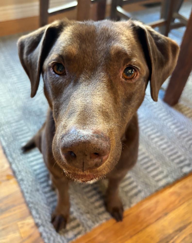 Chaput / Choco-latte, Adoptable, Adult Male Labrador Retriever & Mixed Breed.
