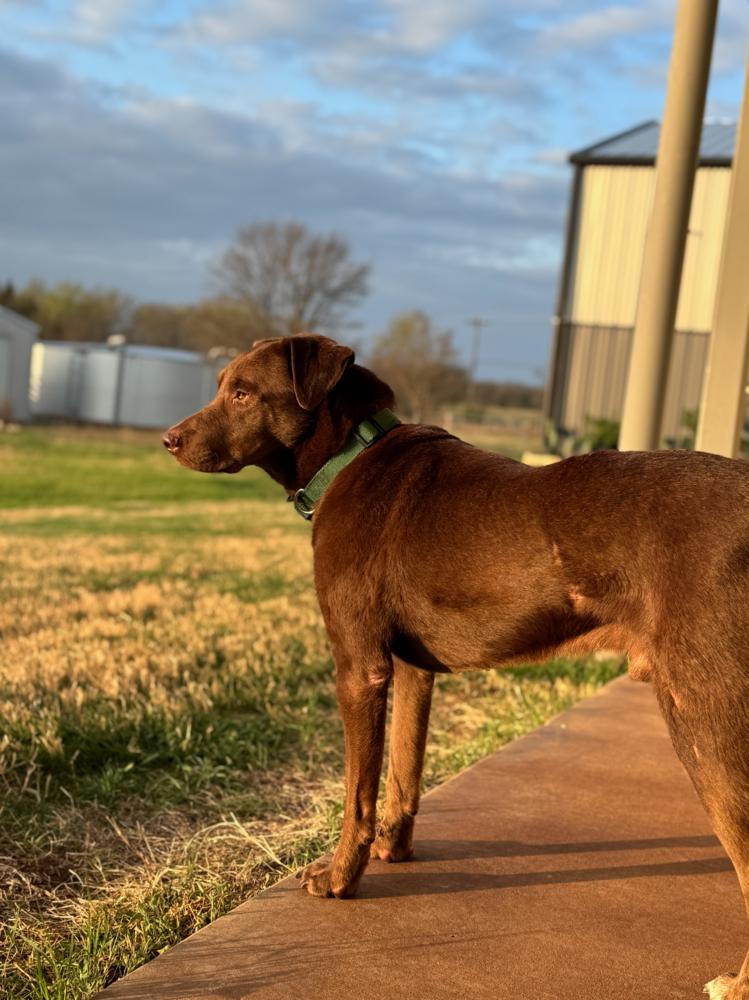 Chaput / Choco-latte, Adoptable, Adult Male Labrador Retriever.