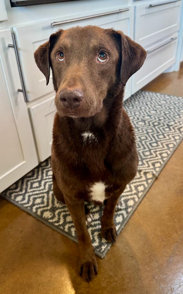 Enlarge Chaput / Choco-latte, a Adoptable Labrador Retriever in Broomfield, CO image 2/6