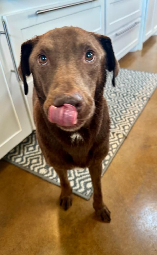 Enlarge Chaput / Choco-latte, a Adoptable Labrador Retriever in Broomfield, CO image 5/6