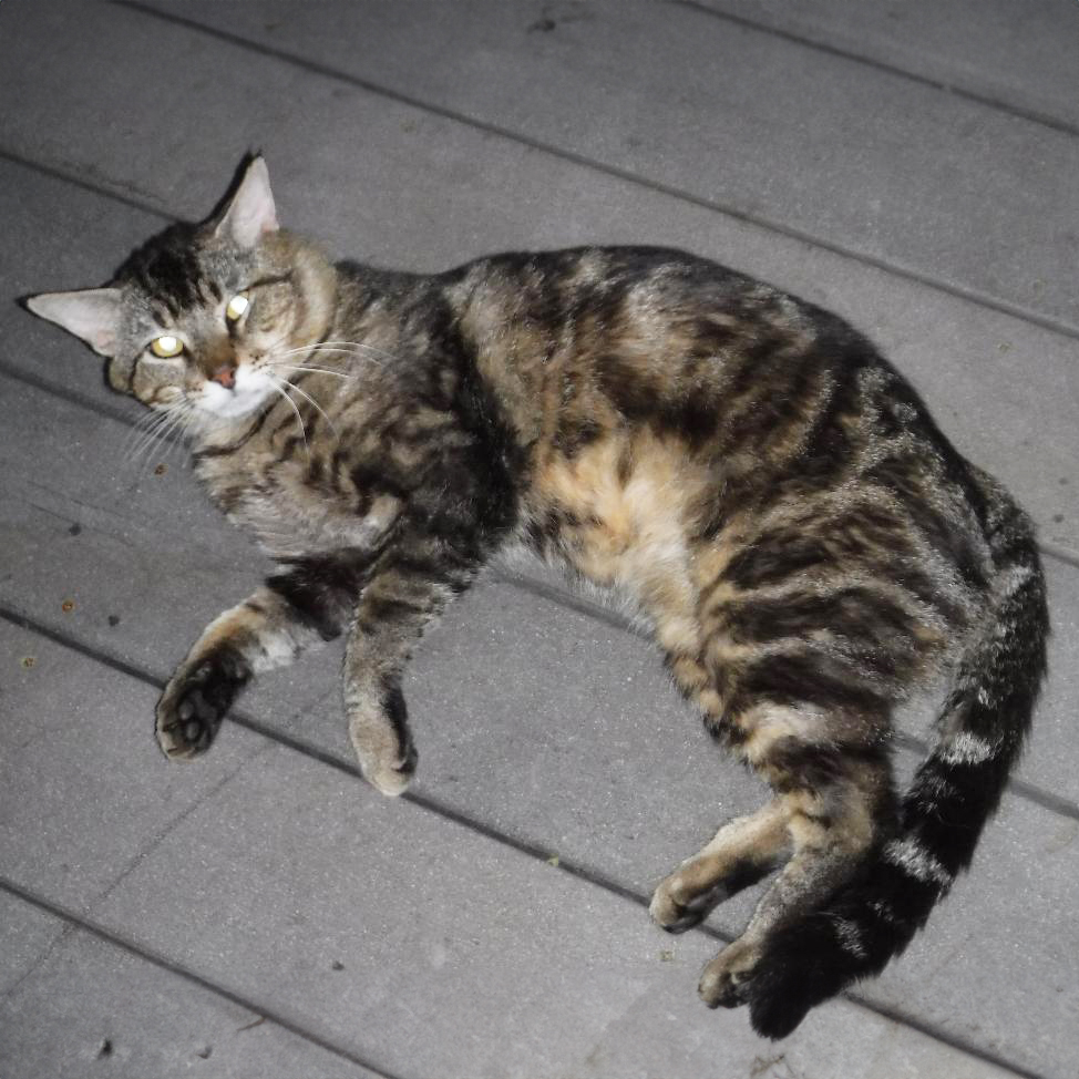 Bandit M, a Adoptable Domestic Short Hair in Somerset, KY image 1/2