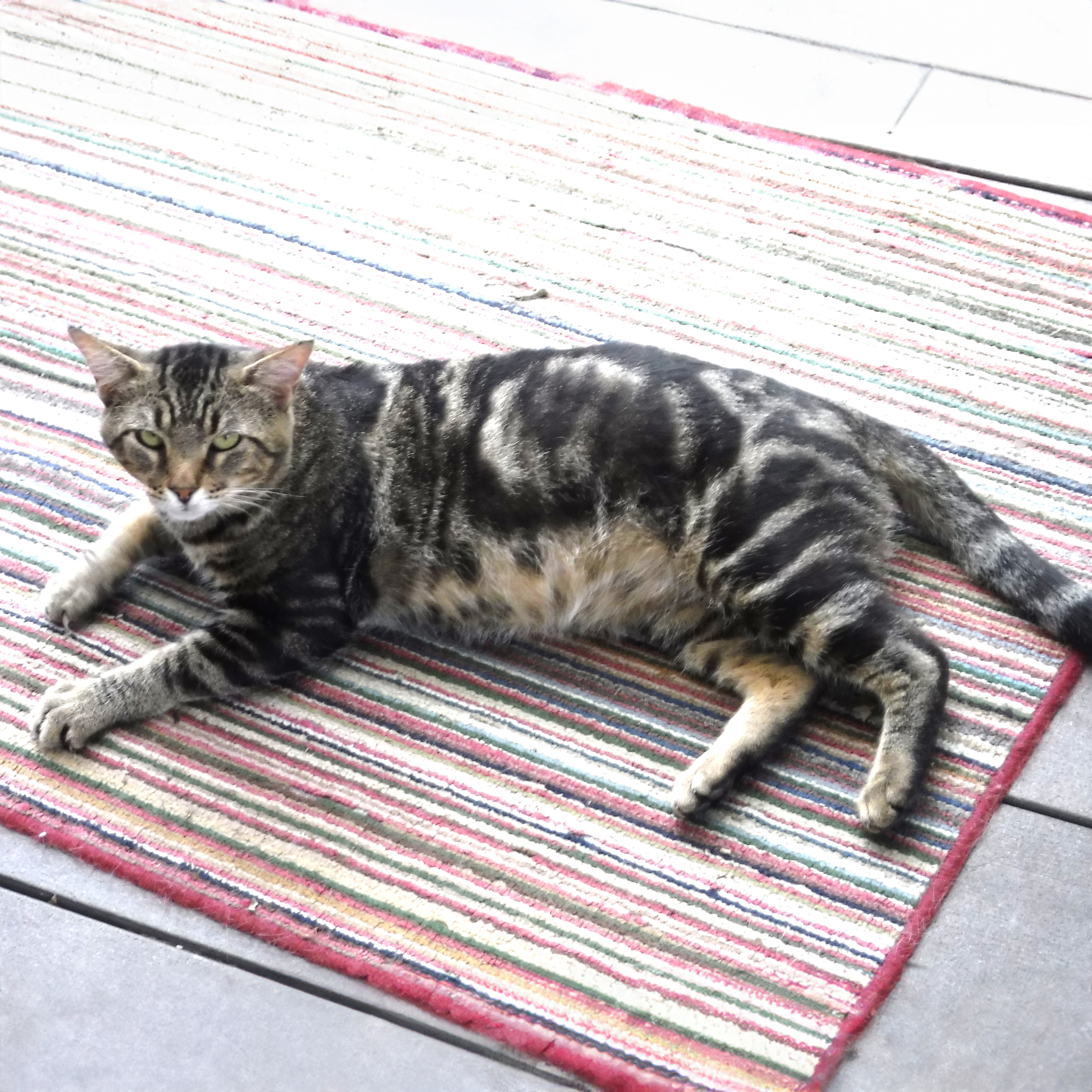 Bandit M, a Adoptable Domestic Short Hair in Somerset, KY image 2/2