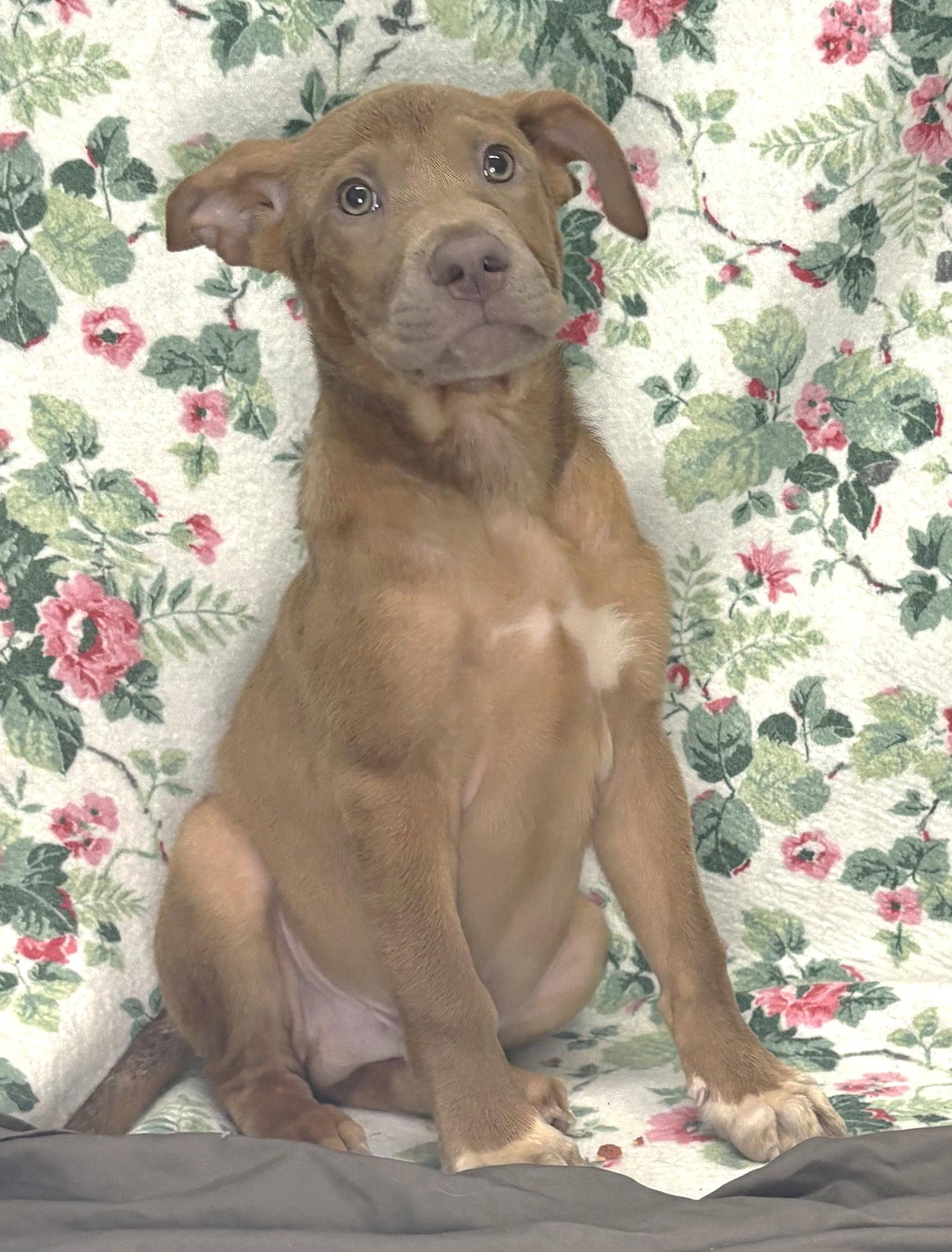 Enlarge 261235  Nelson, a Adoptable Shepherd in Wetumpka, AL image 1/2