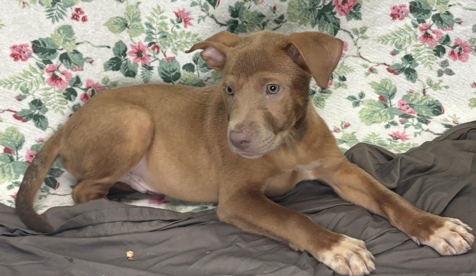Enlarge 261235  Nelson, a Adoptable Shepherd in Wetumpka, AL image 2/2