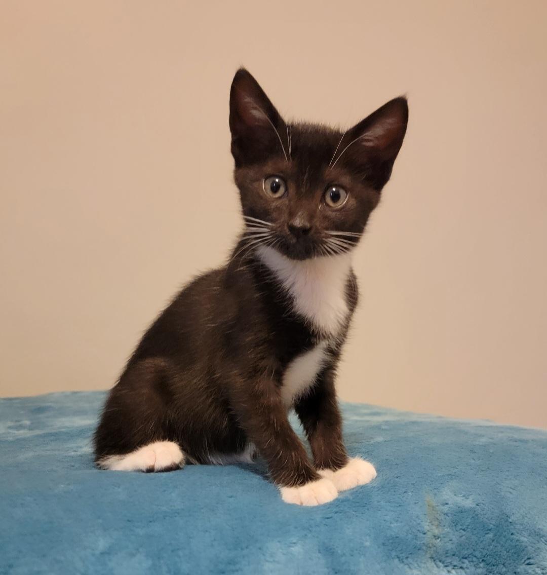 Downy, Adopted, Kitten Female American Shorthair.