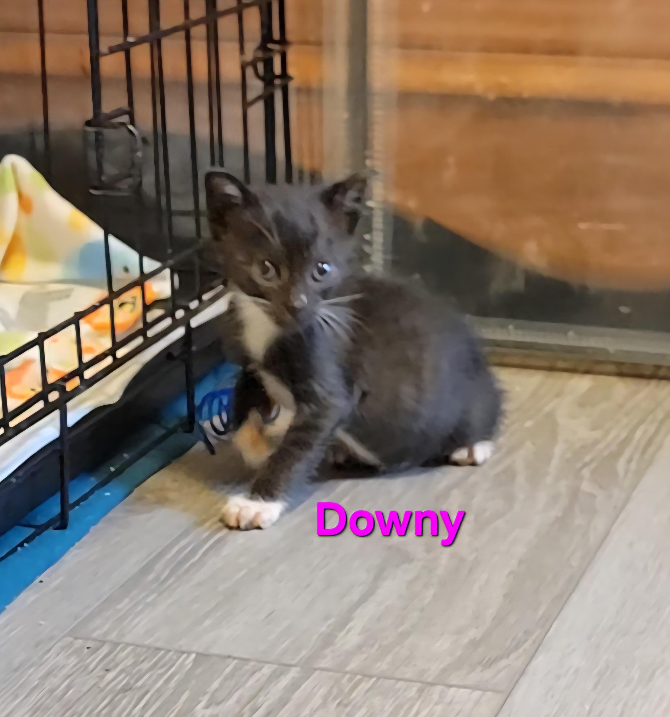 Downy, a Adopted mixed breed in St Petersburg, FL image 3/3
