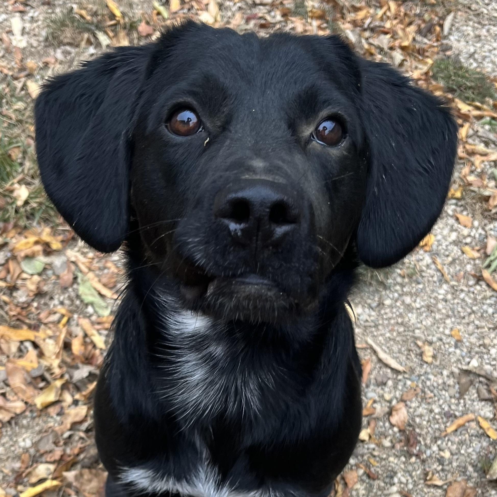 Harley, Adult Male Black Labrador Retriever