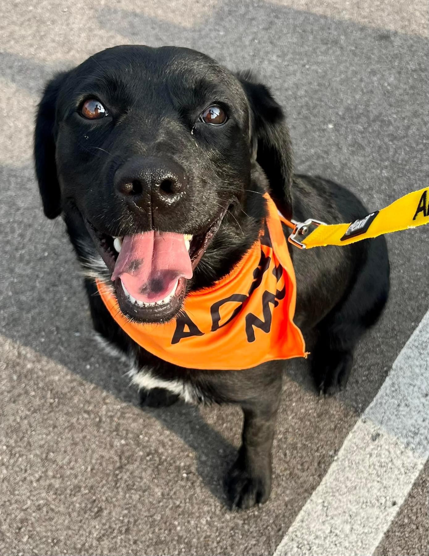 Enlarge Harley, a Adoptable mixed breed in Florence, KY image 4/6