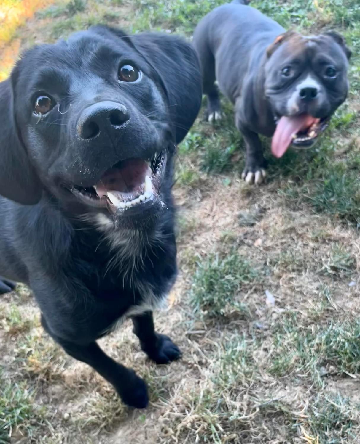 Enlarge Harley, a Adoptable mixed breed in Florence, KY image 5/6