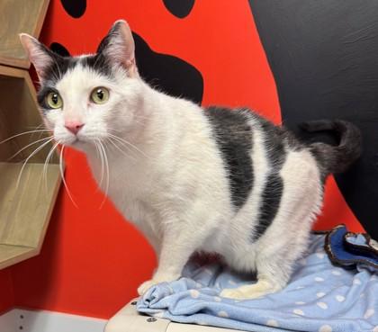 Peanut, Adoptable, Adult Male Domestic Short Hair & Domestic Short Hair.