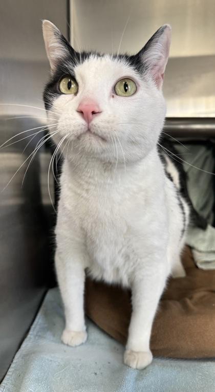 Enlarge Peanut, a Adoptable mixed breed in Willmar, MN image 2/3