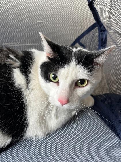 Enlarge Peanut, a Adoptable mixed breed in Willmar, MN image 3/3