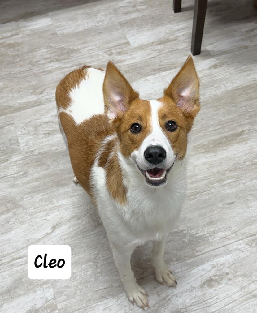 Enlarge Cleo, a ADOPTABLE mixed breed in Urbana, OH image 1/1