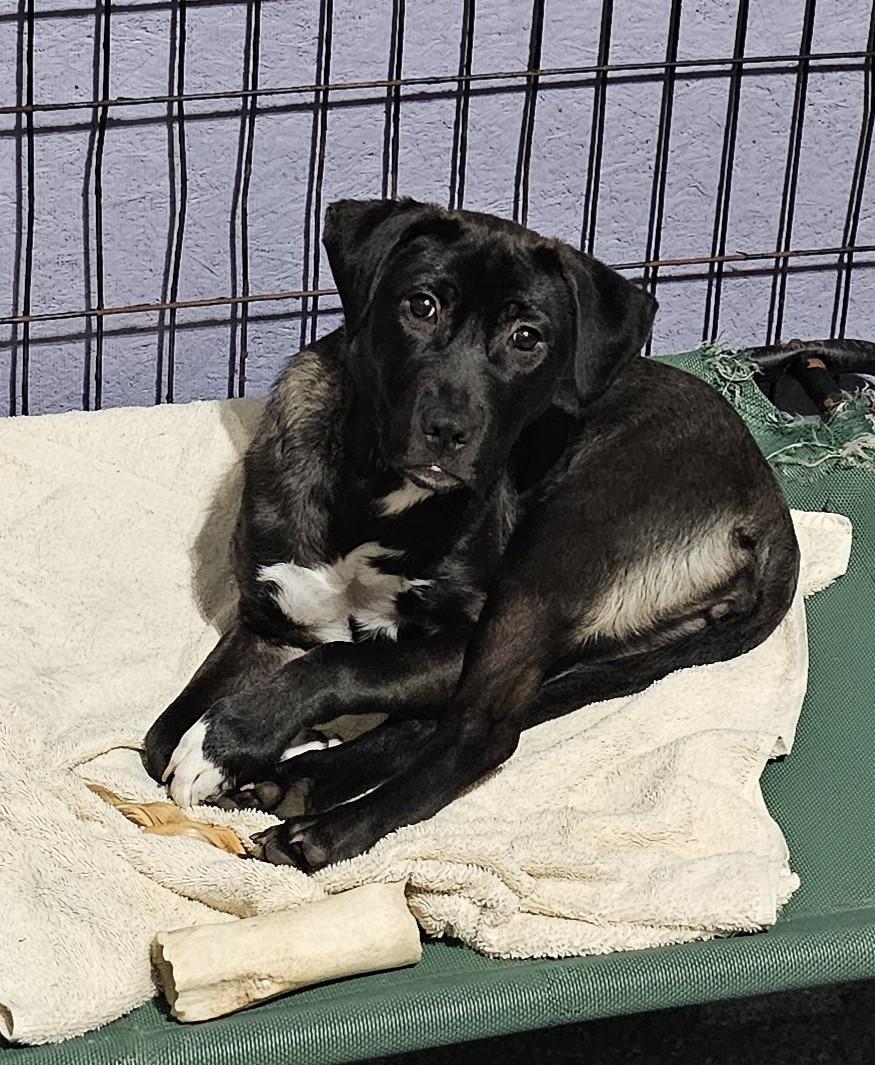 Dorian-New Hampshire, ADOPTABLE, Puppy Female Black Labrador Retriever.