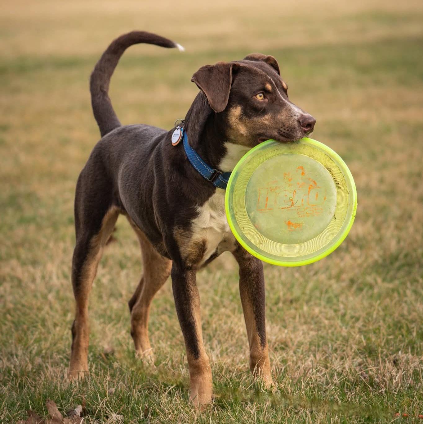 Enlarge Leo, a Adoptable mixed breed in Lincolnshire, IL image 1/1