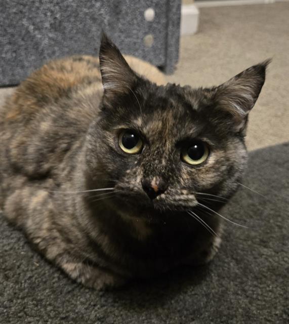 COOKIE, Adoptable, Adult Female Domestic Short Hair.