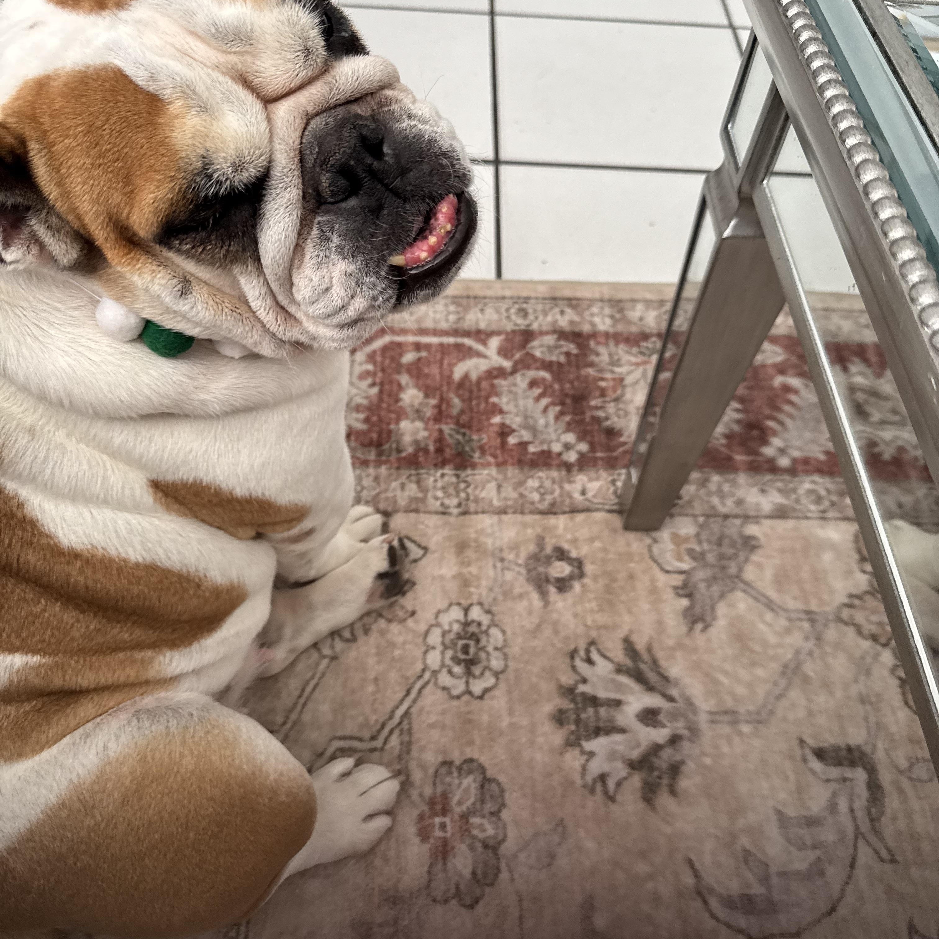 Enlarge Petunia, a ADOPTABLE English Bulldog in Palm Coast, FL image 3/6