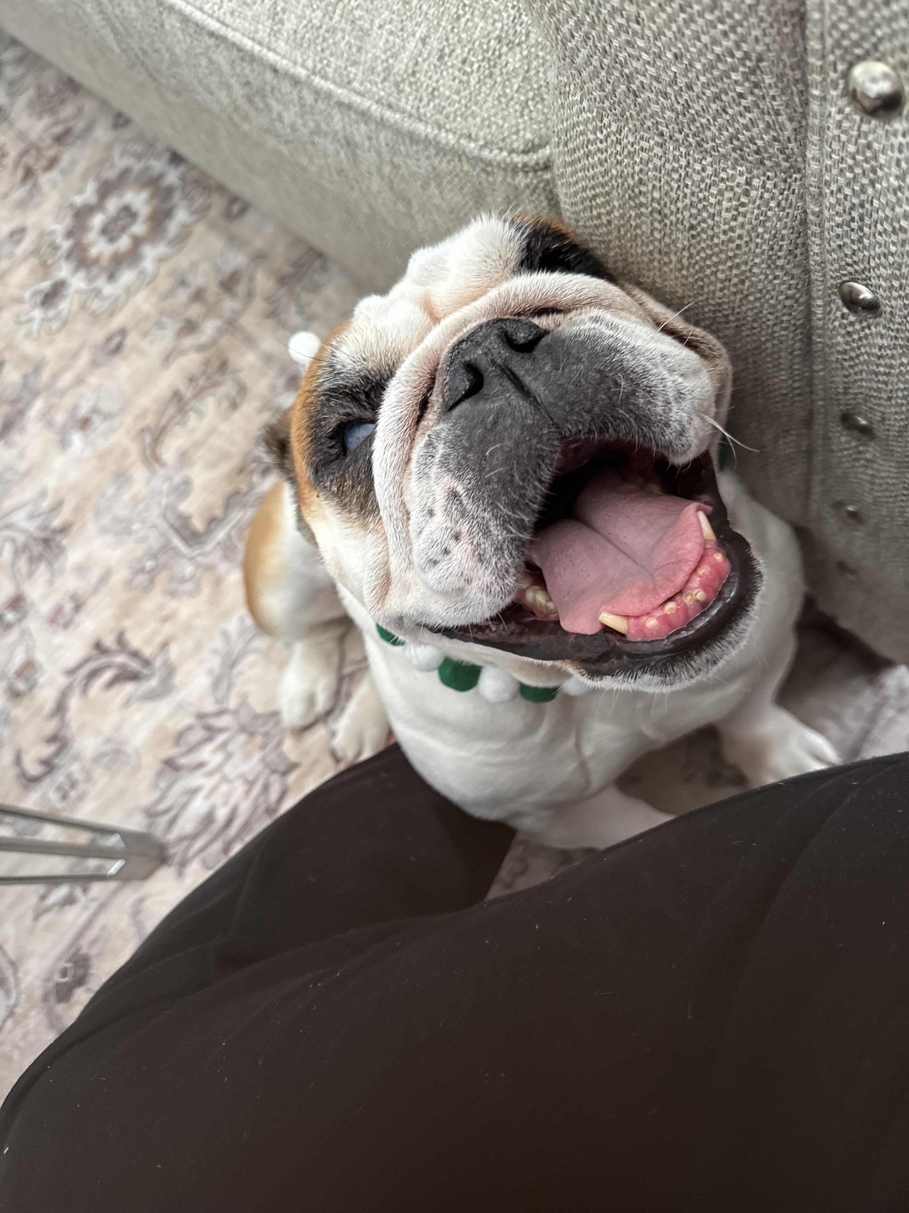 Enlarge Petunia, a ADOPTABLE English Bulldog in Palm Coast, FL image 5/6