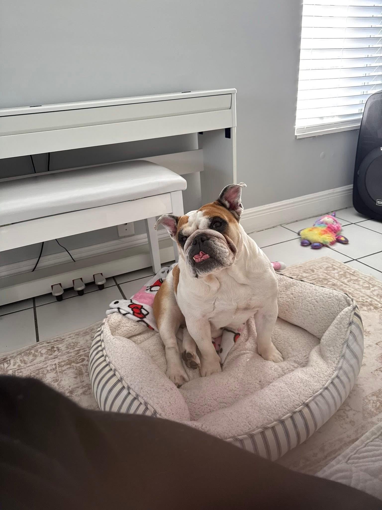 Enlarge Petunia, a ADOPTABLE English Bulldog in Palm Coast, FL image 6/6