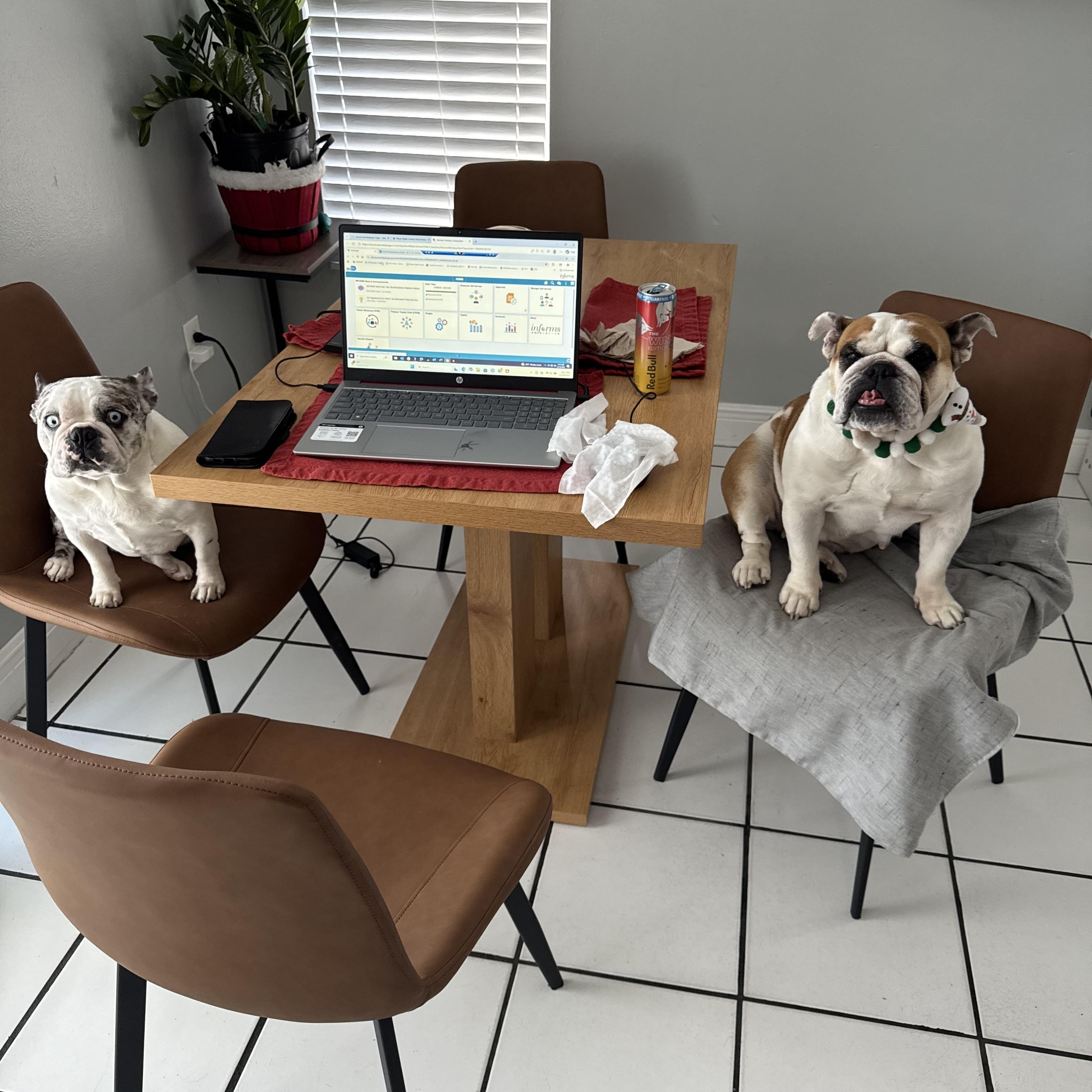 Enlarge Petunia, a ADOPTABLE English Bulldog in Palm Coast, FL image 4/6