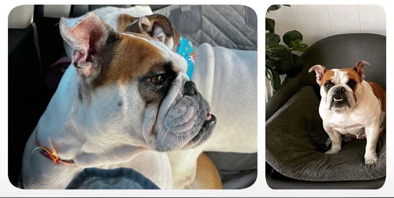 Enlarge Petunia, a ADOPTABLE English Bulldog in Palm Coast, FL image 1/6