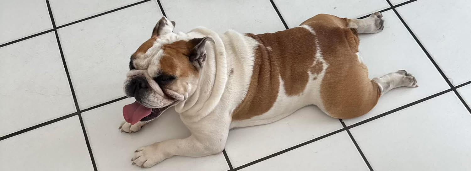 Enlarge Petunia, a ADOPTABLE English Bulldog in Palm Coast, FL image 2/6