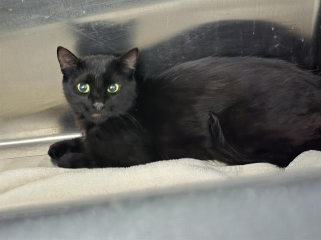 SALEM, Adoptable, Young Female Domestic Short Hair.