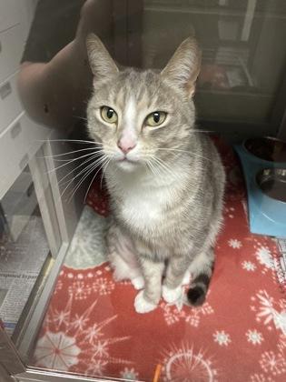 Gretchen, Adoptable, Adult Female Domestic Short Hair & Domestic Short Hair.