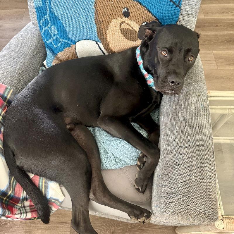 Shadow, a Adoptable mixed breed in San Juan Capistrano, CA image 2/3
