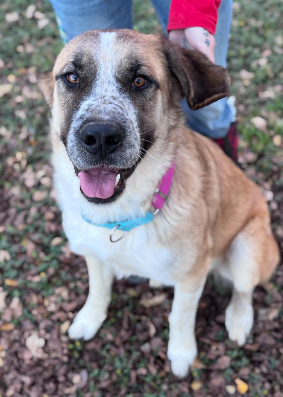 Enlarge Beau, a ADOPTABLE mixed breed in Magnolia, TX image 1/4