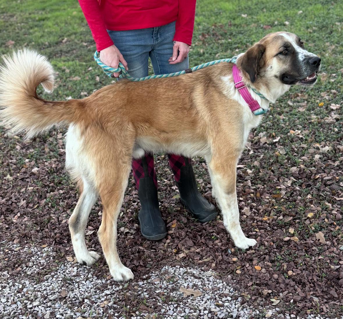 Enlarge Beau, a ADOPTABLE mixed breed in Magnolia, TX image 3/4