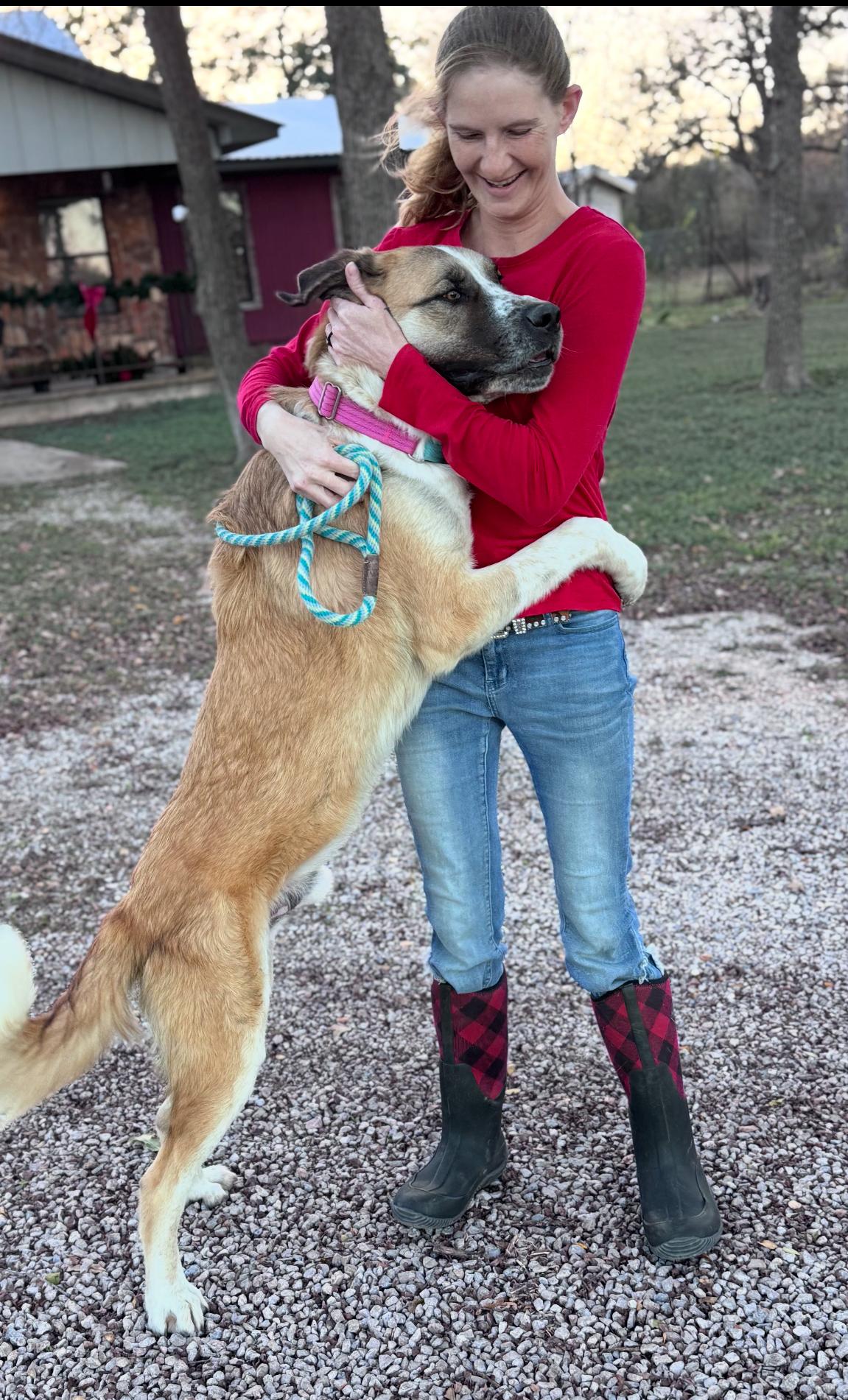 Enlarge Beau, a ADOPTABLE mixed breed in Magnolia, TX image 4/4