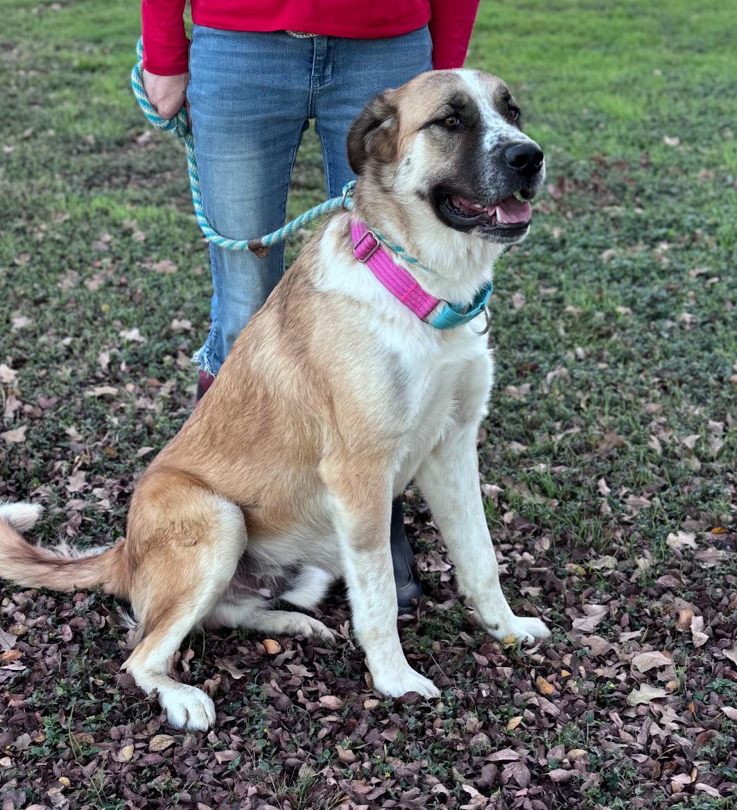 Enlarge Beau, a ADOPTABLE mixed breed in Magnolia, TX image 2/4