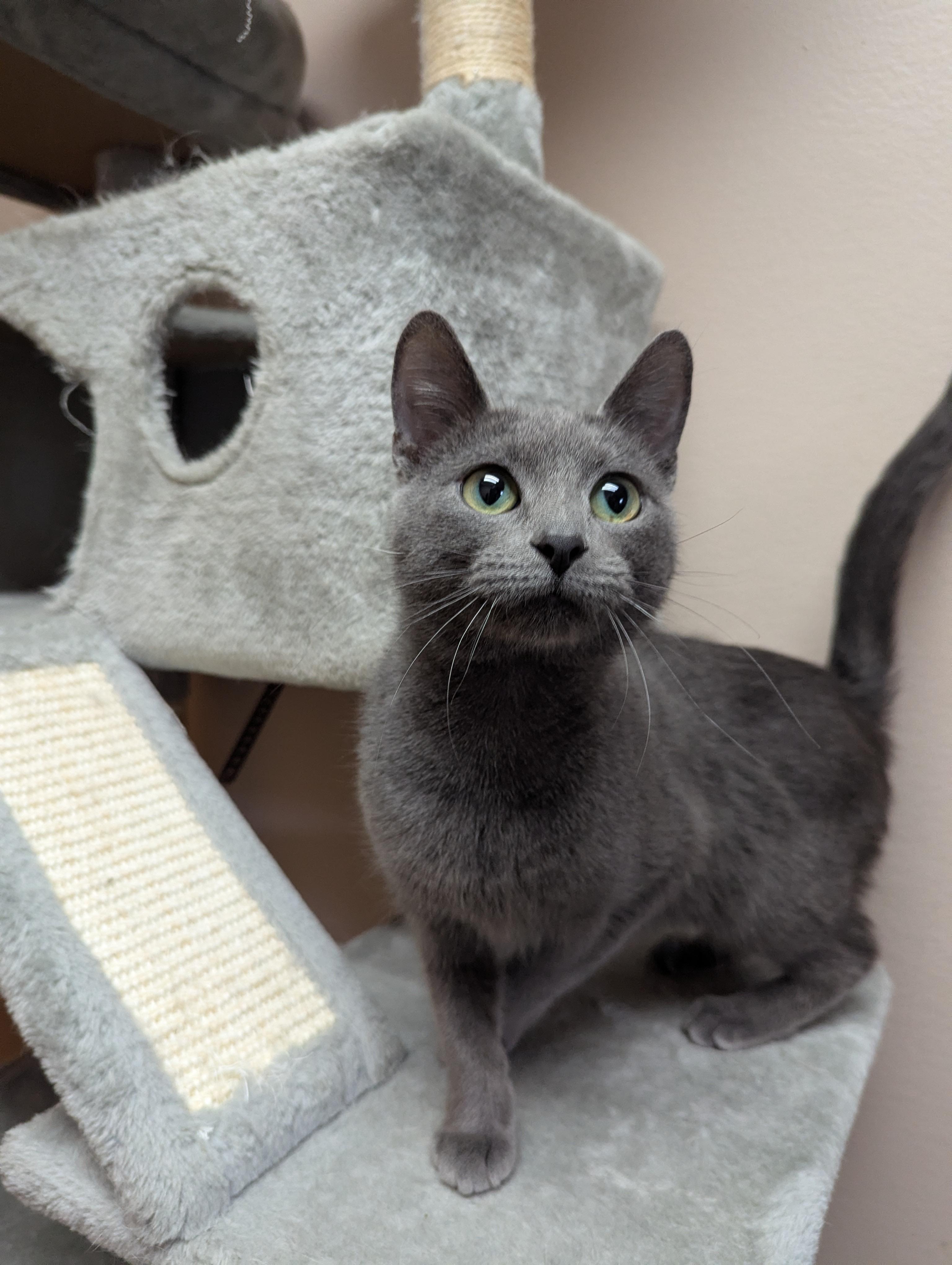 Shadow, a Adoptable Domestic Short Hair in Oconto, WI image 2/2