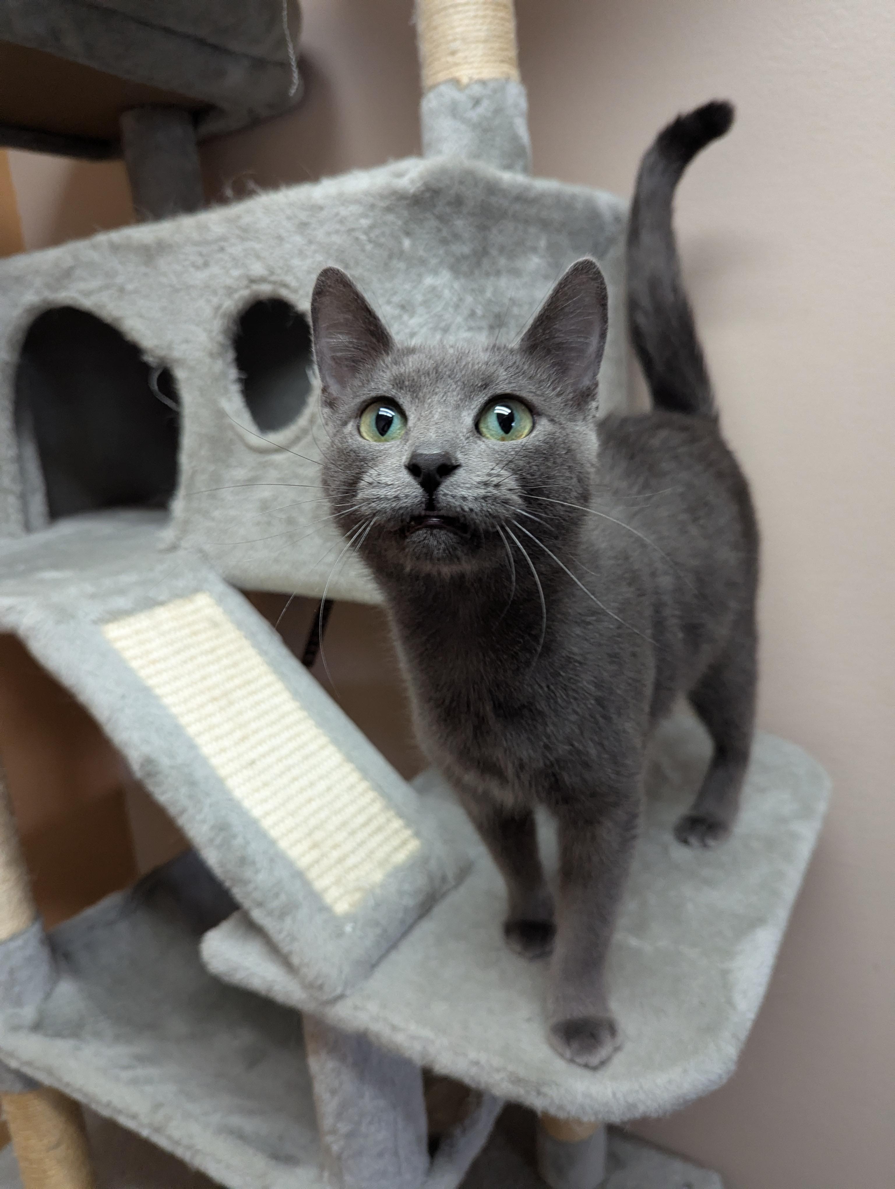 Shadow, a Adoptable Domestic Short Hair in Oconto, WI image 1/2