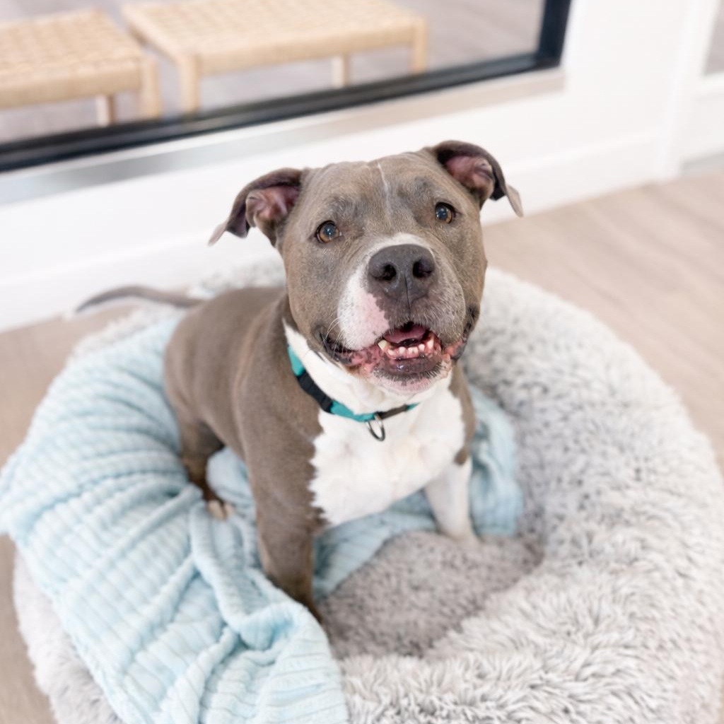 Jaco (pronounced Jocko), ADOPTABLE, Senior Male American Staffordshire Terrier & Pit Bull Terrier.