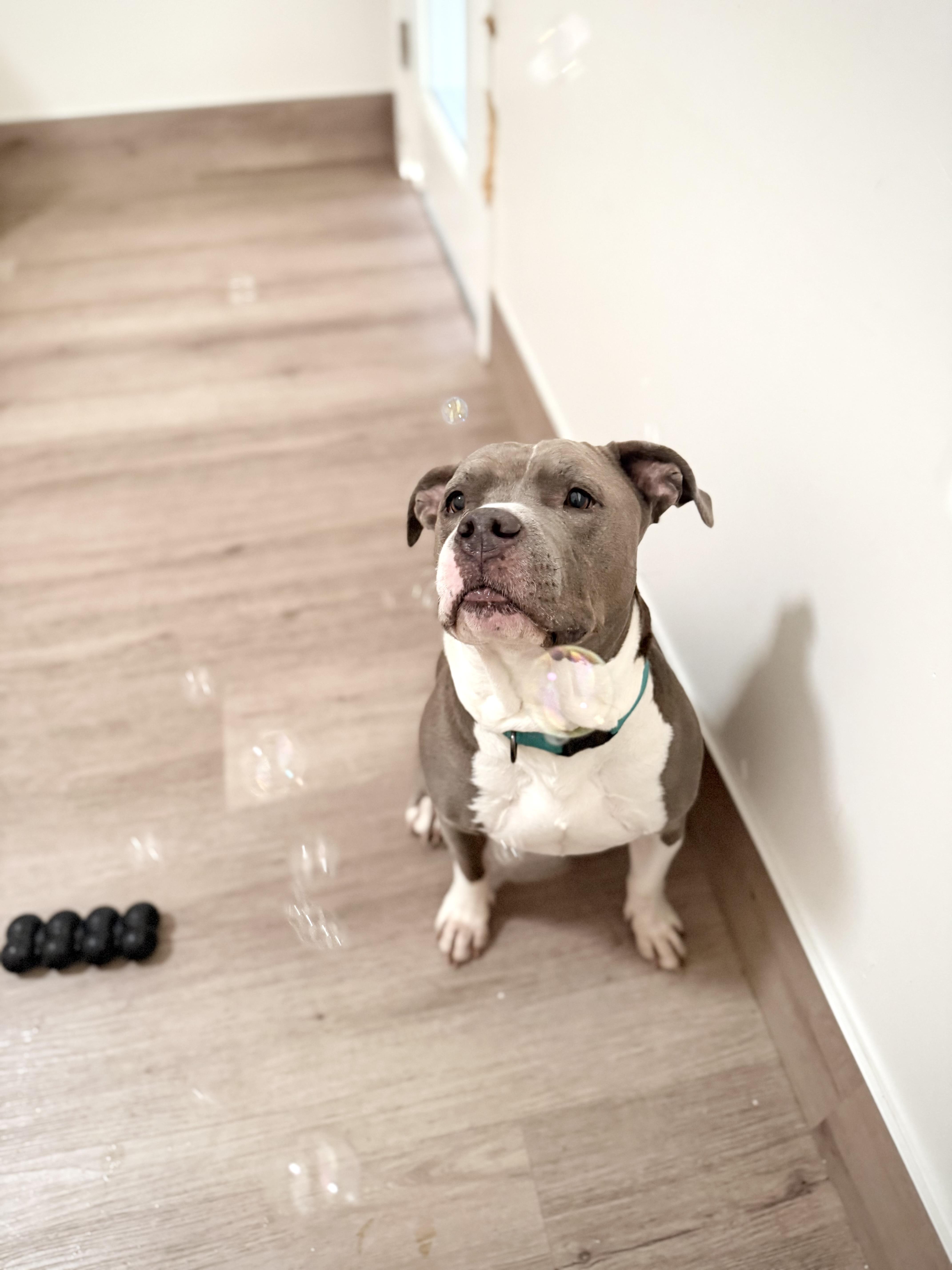 Enlarge Jaco (pronounced Jocko), a ADOPTABLE mixed breed in Scottsdale, AZ image 5/6