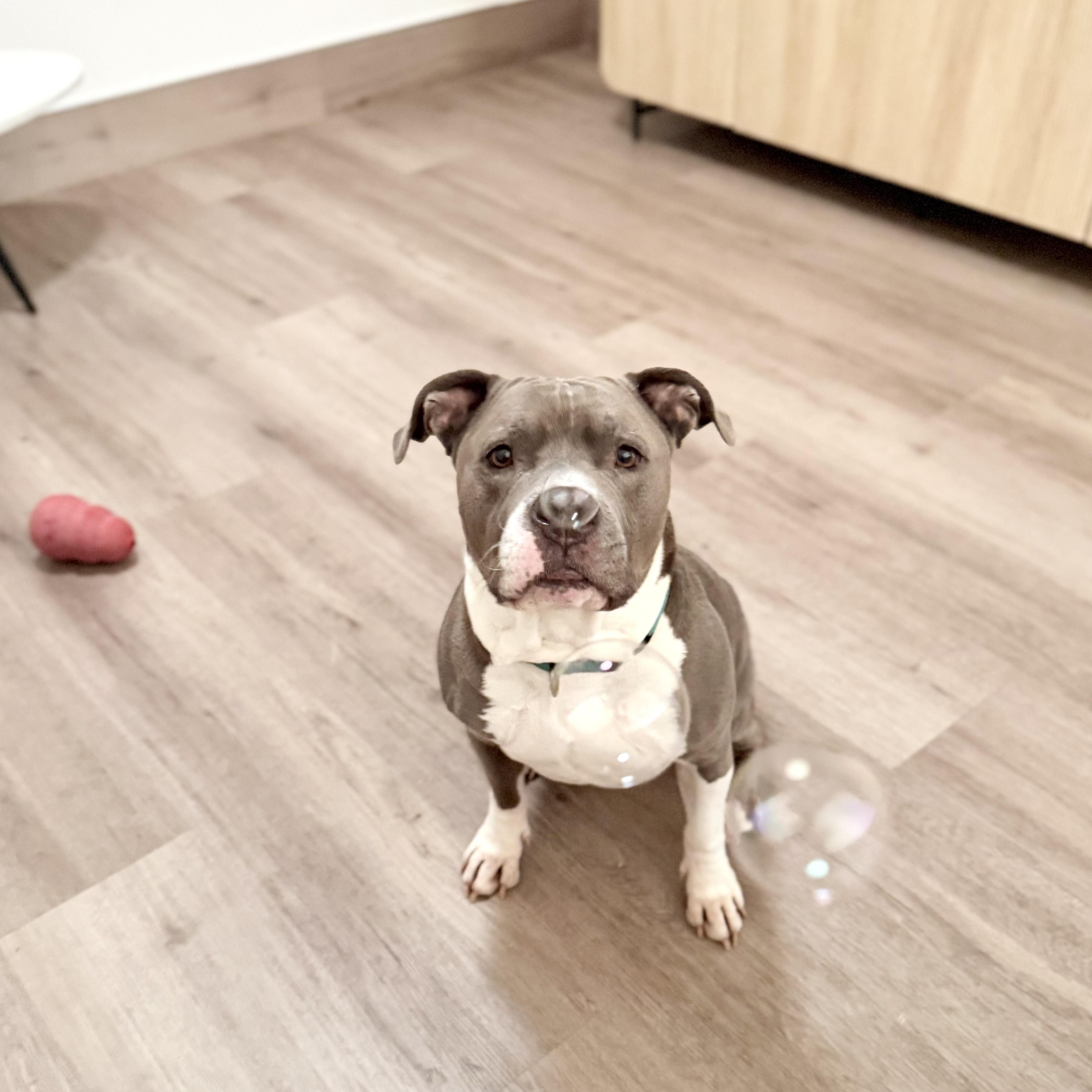 Enlarge Jaco (pronounced Jocko), a ADOPTABLE mixed breed in Scottsdale, AZ image 4/6