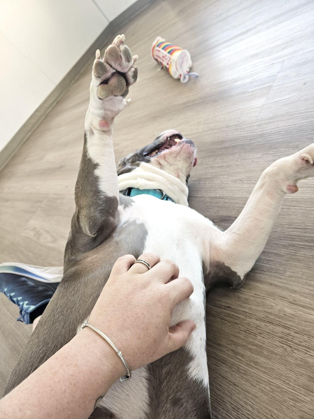 Enlarge Jaco (pronounced Jocko), a ADOPTABLE mixed breed in Scottsdale, AZ image 2/6