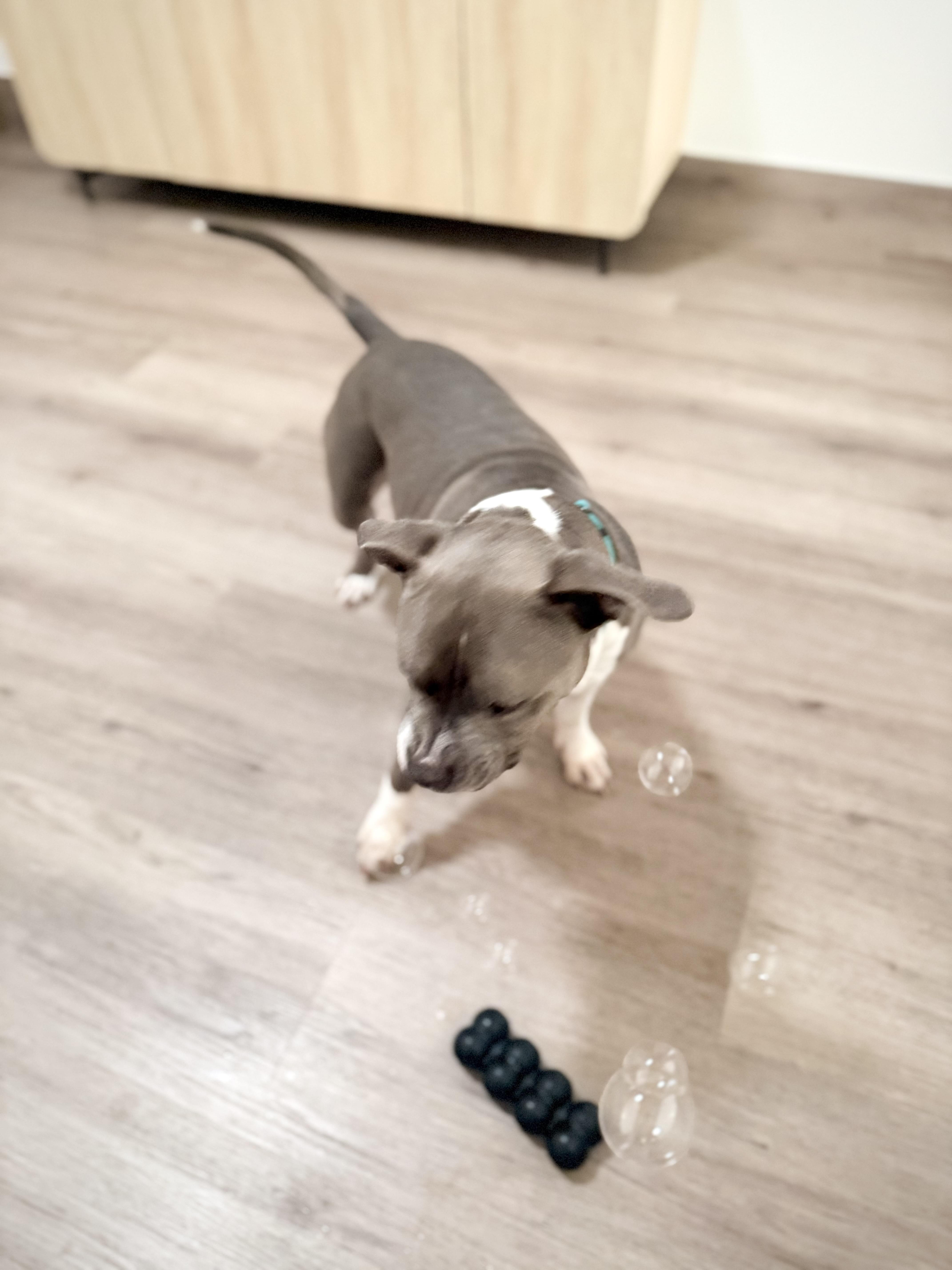 Enlarge Jaco (pronounced Jocko), a ADOPTABLE mixed breed in Scottsdale, AZ image 6/6