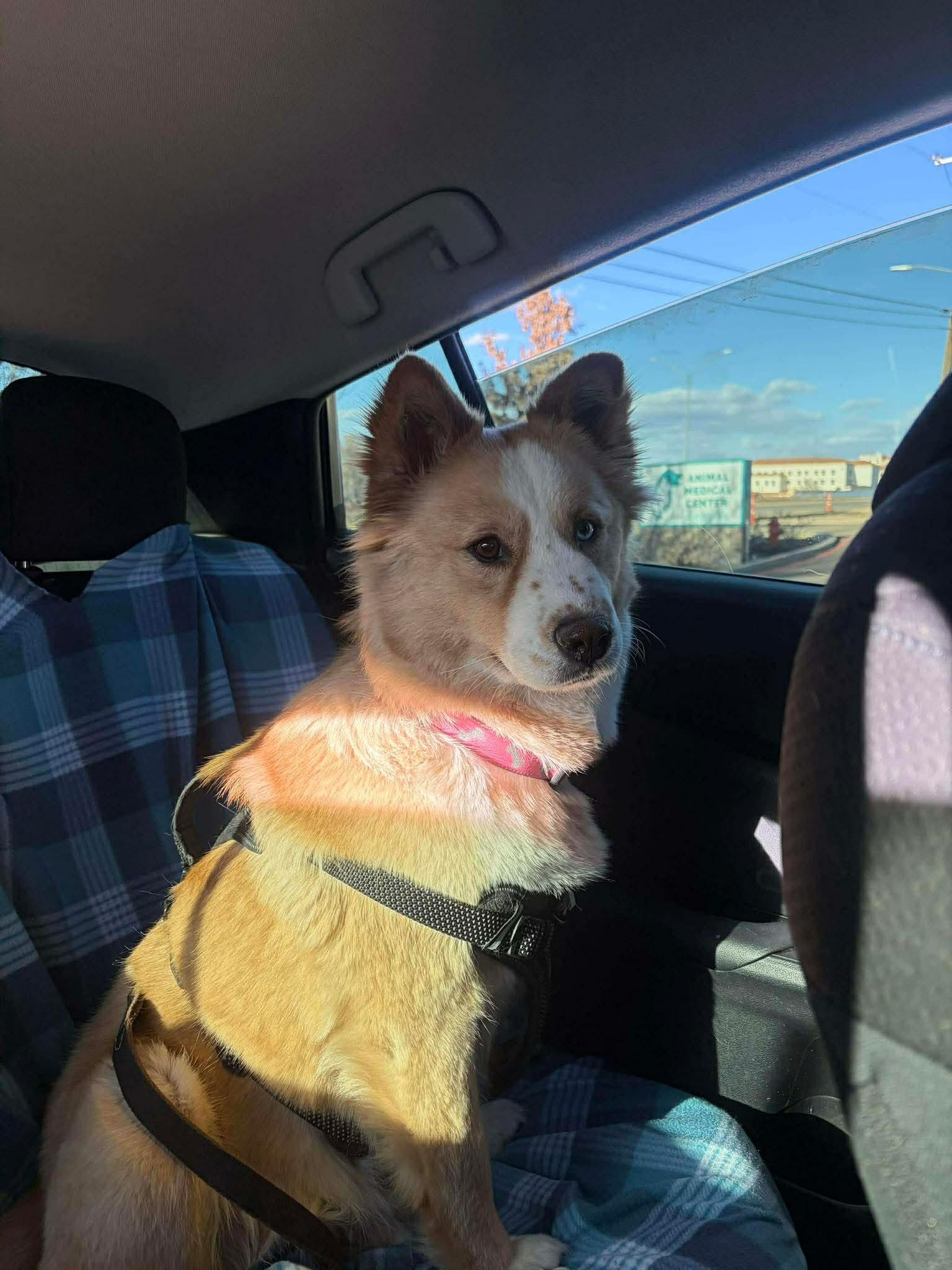 Shasta, ADOPTABLE, Adult Female Shepherd.