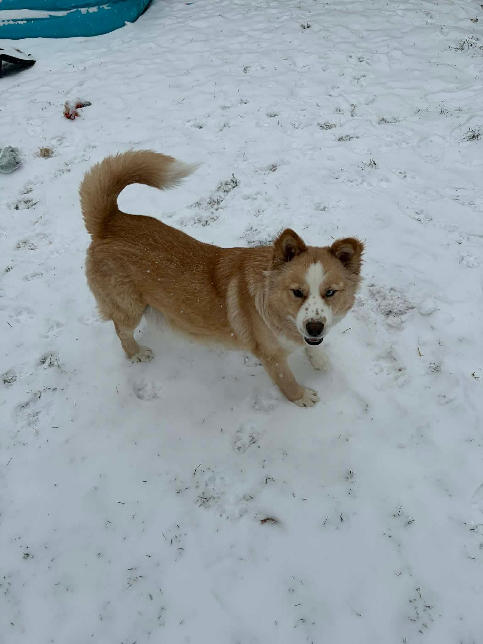 Shasta, a ADOPTABLE mixed breed in Blue Bell, PA image 4/5