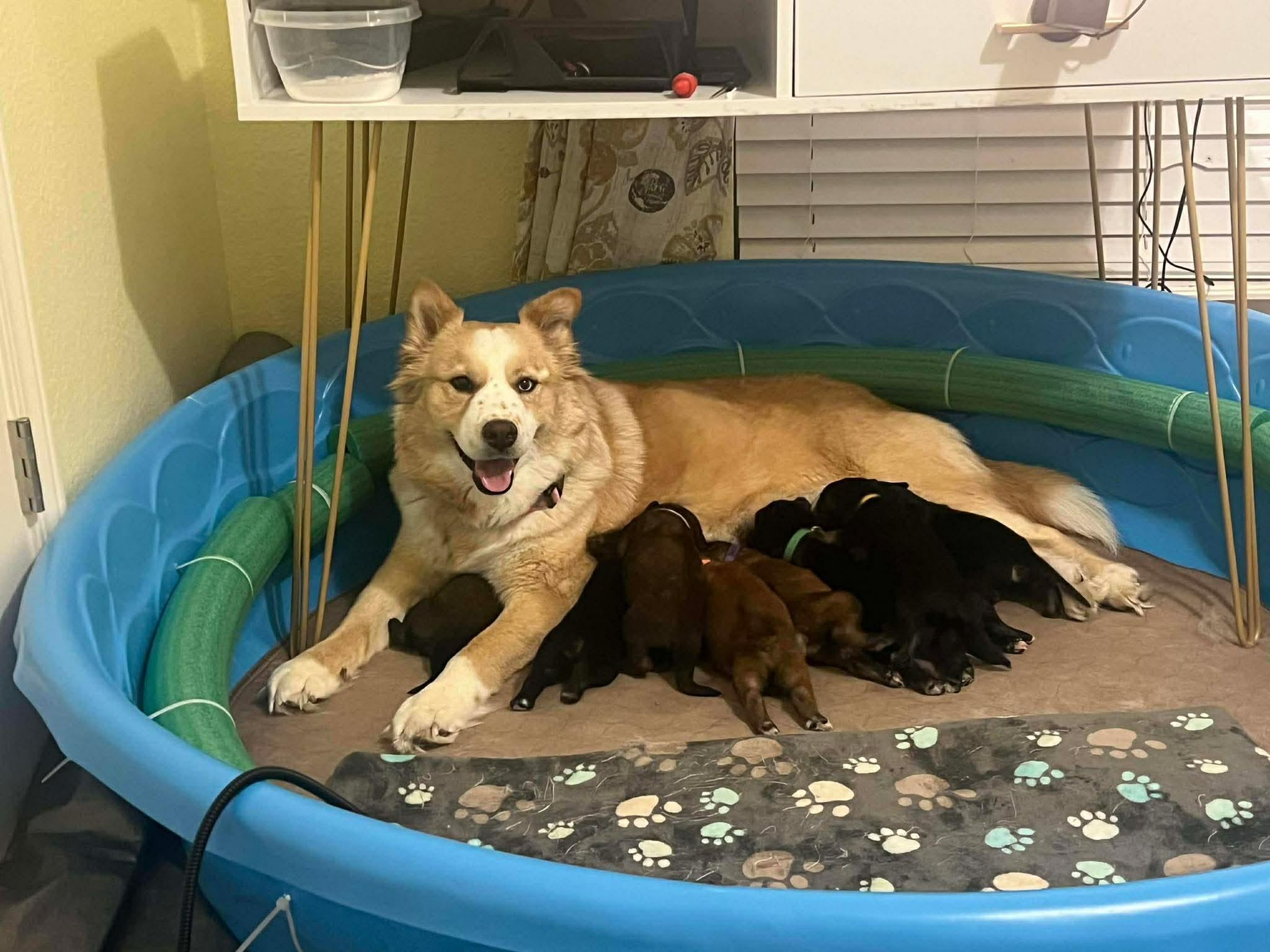Shasta, a ADOPTABLE mixed breed in Blue Bell, PA image 3/5