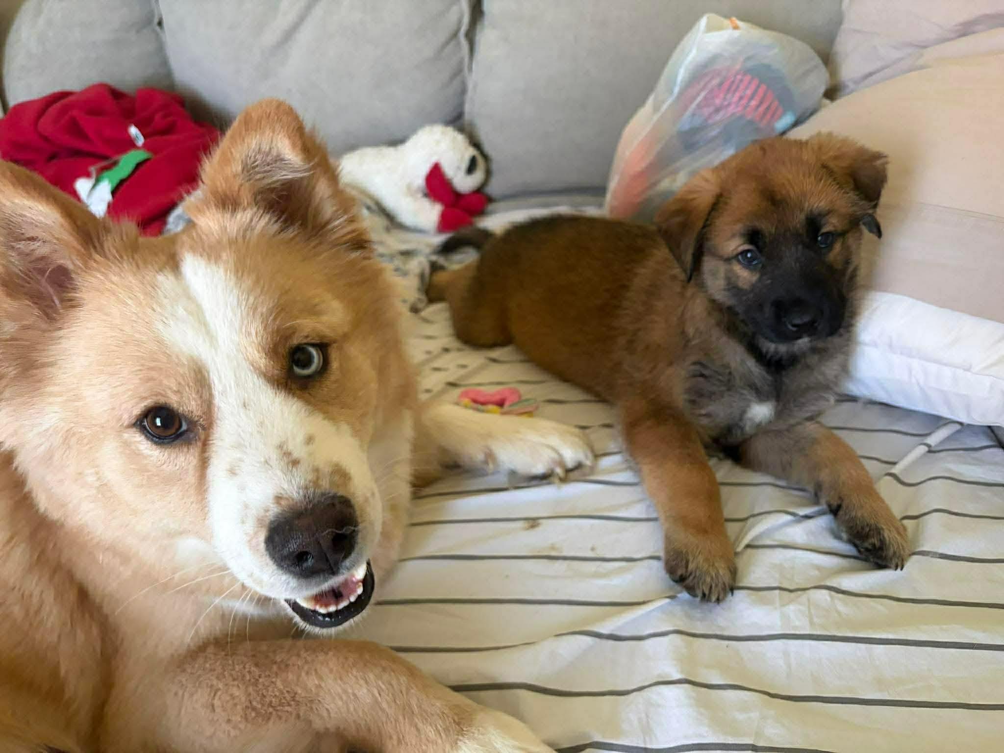 Shasta, a ADOPTABLE mixed breed in Blue Bell, PA image 2/5
