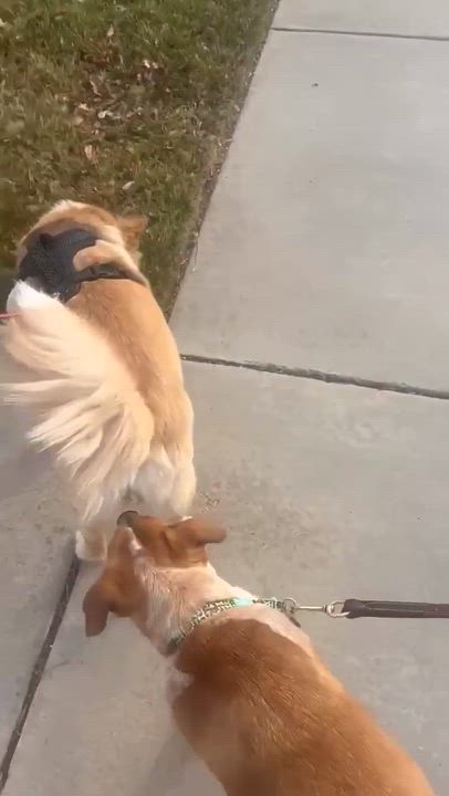 Enlarge Shasta, a ADOPTABLE mixed breed in Blue Bell, PA video 5/5