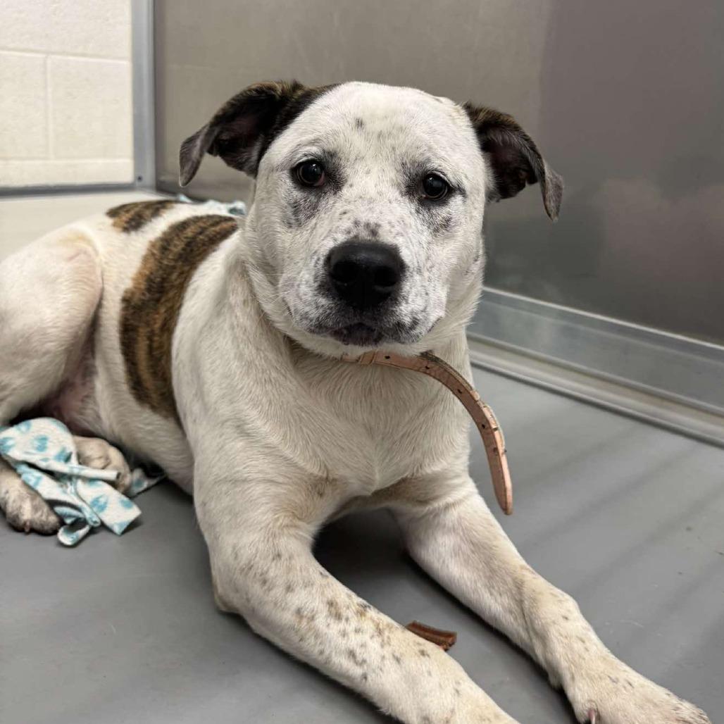 Enlarge Buffy, a Adoptable Mixed Breed in Rocky Mount, VA image 1/1