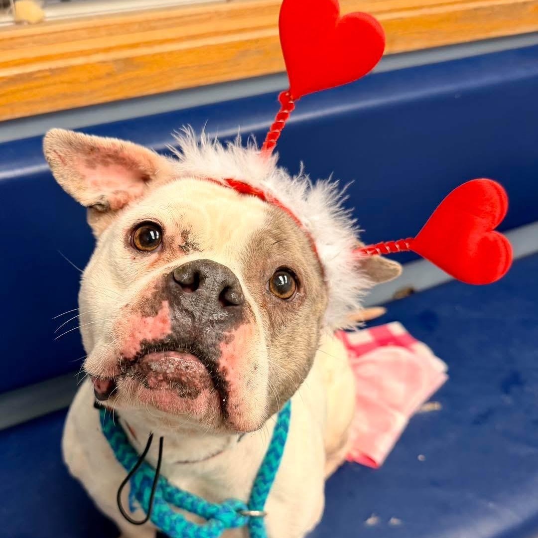 Nani, ADOPTABLE, Young Female Bulldog.