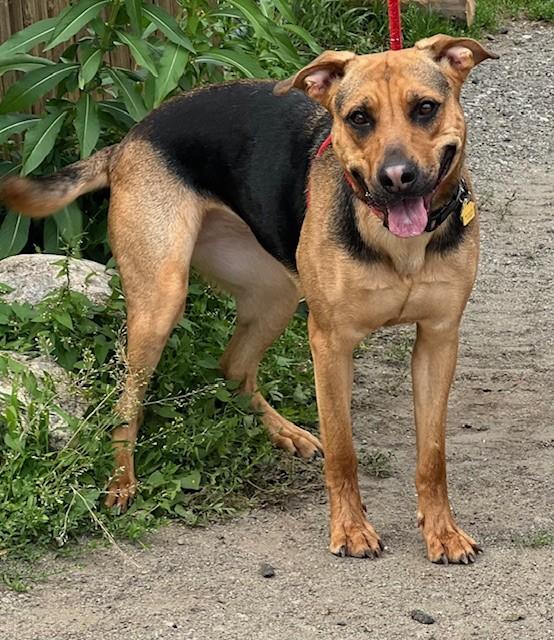 Hattie, an adoptable German Shepherd Dog, Hound in Saranac Lake, NY, 12983 | Photo Image 1
